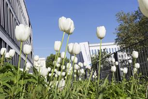 Transplantationszentrum Universitatsklinikum Leipzig